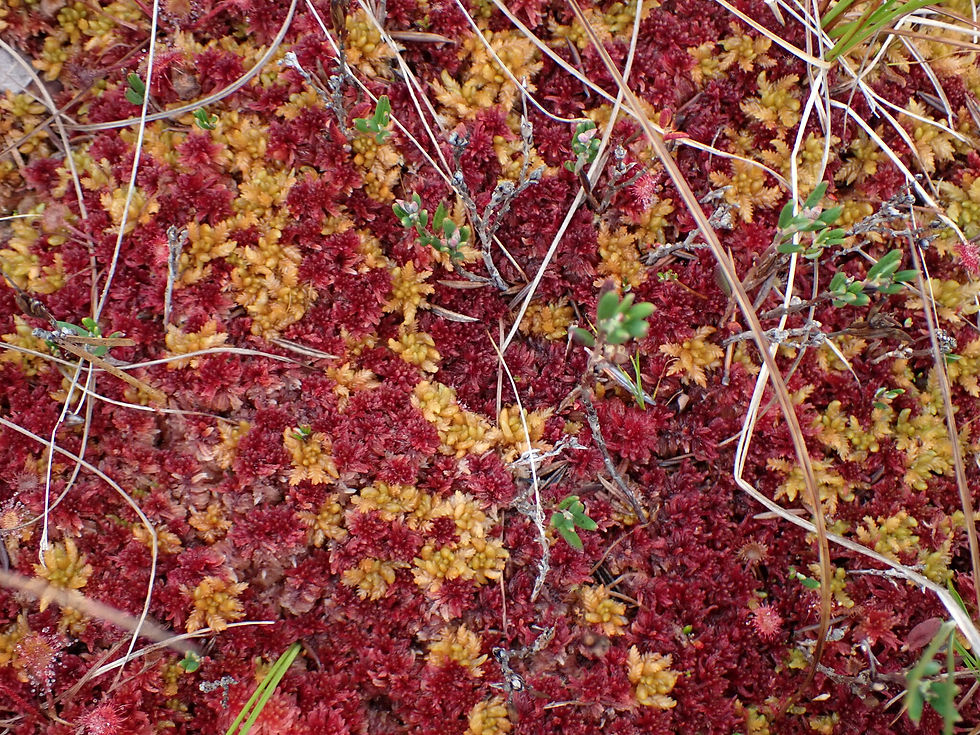Miniaturbild: Rötliches Torfmoos (Sphagnum rubellum)