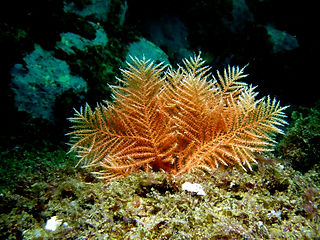 Pteronisis whiteleggei (c) Kai Squires.jpg