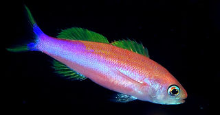 Luzonichthys taeniatus_edited.jpg