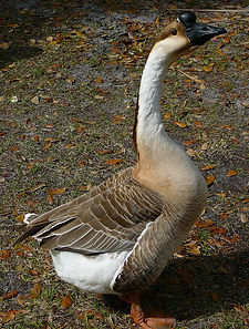 Anser_cygnoides_(fl).jpg