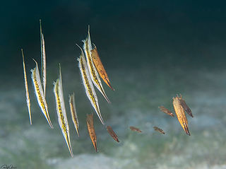 Aeoliscus strigatus (c) Rafi Amar.jpg