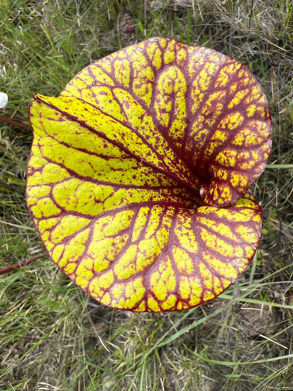 Miniaturbild: Gelbe Schlauchpflanze (Sarracenia flava)