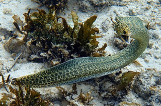 Gymnothorax pseudothyrsoideus (c) Alex Hoschke.jpg