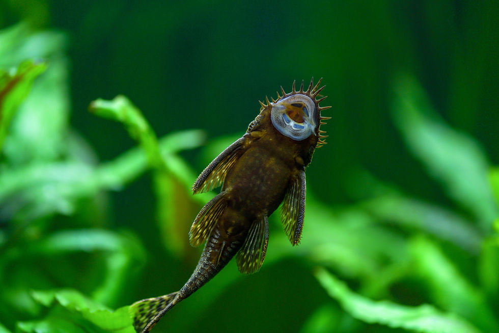 Miniaturbild: Brauner Antennenwels (Ancistrus temminckii)