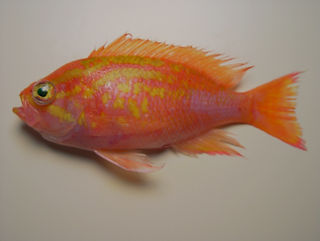 Pronotogrammus martinicensis.jpg