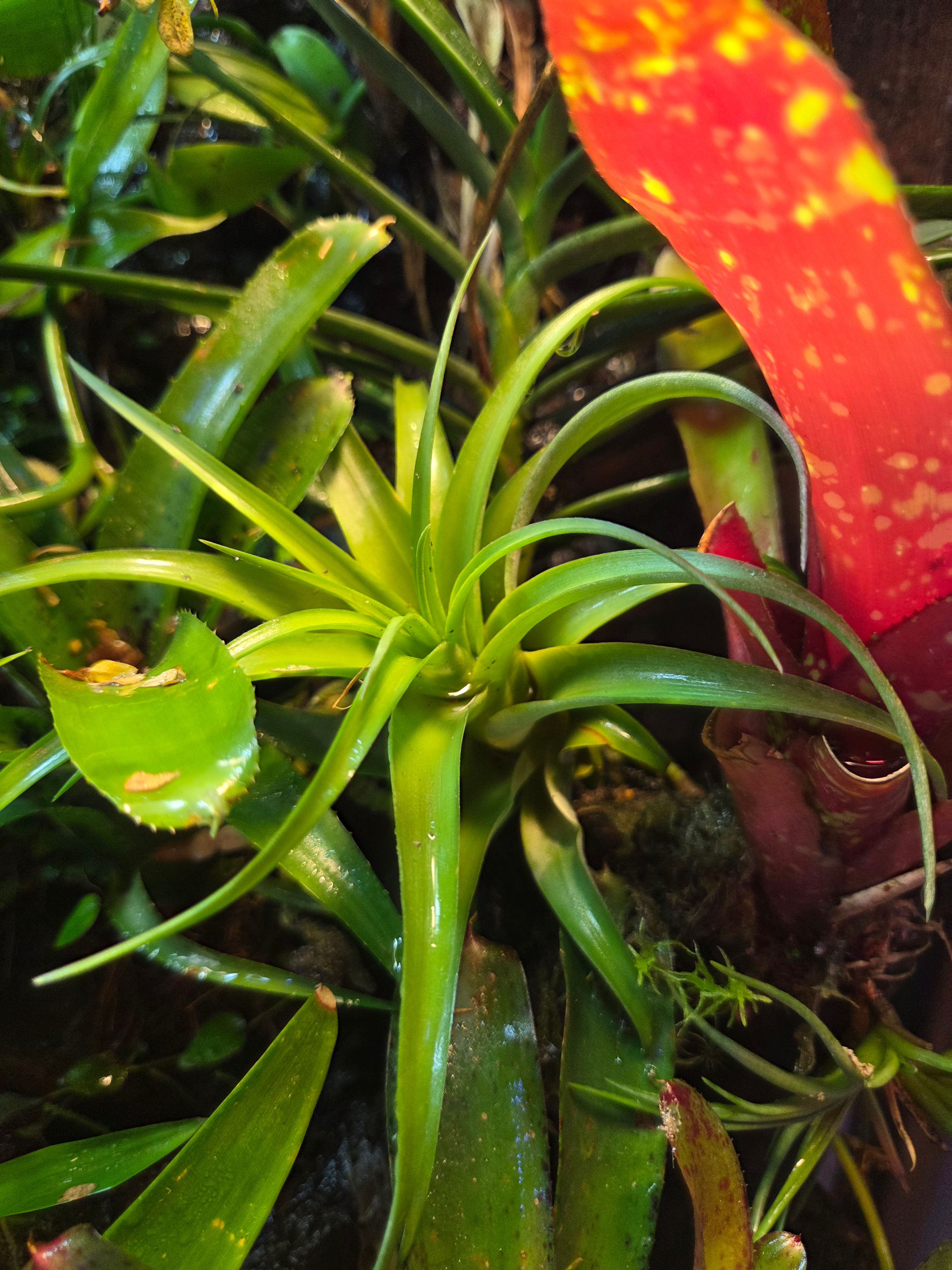 Tillandsia brachycaulos