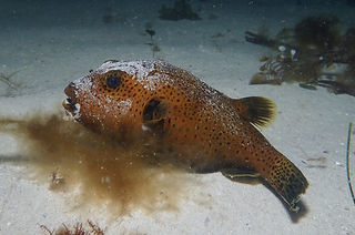 (c) Tim Karnasuta_edited.jpg