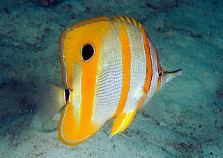 (c) terence zahner_edited.jpg