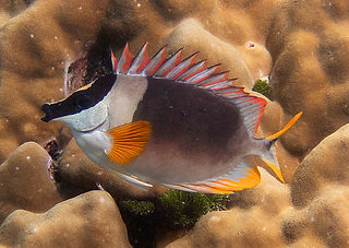 (c) Thanyarat Sukruan_edited.jpg