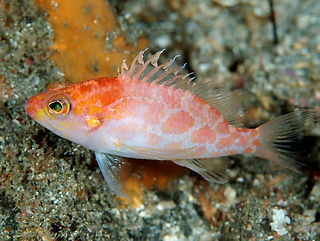 Plectranthias sagamiensis.jpg