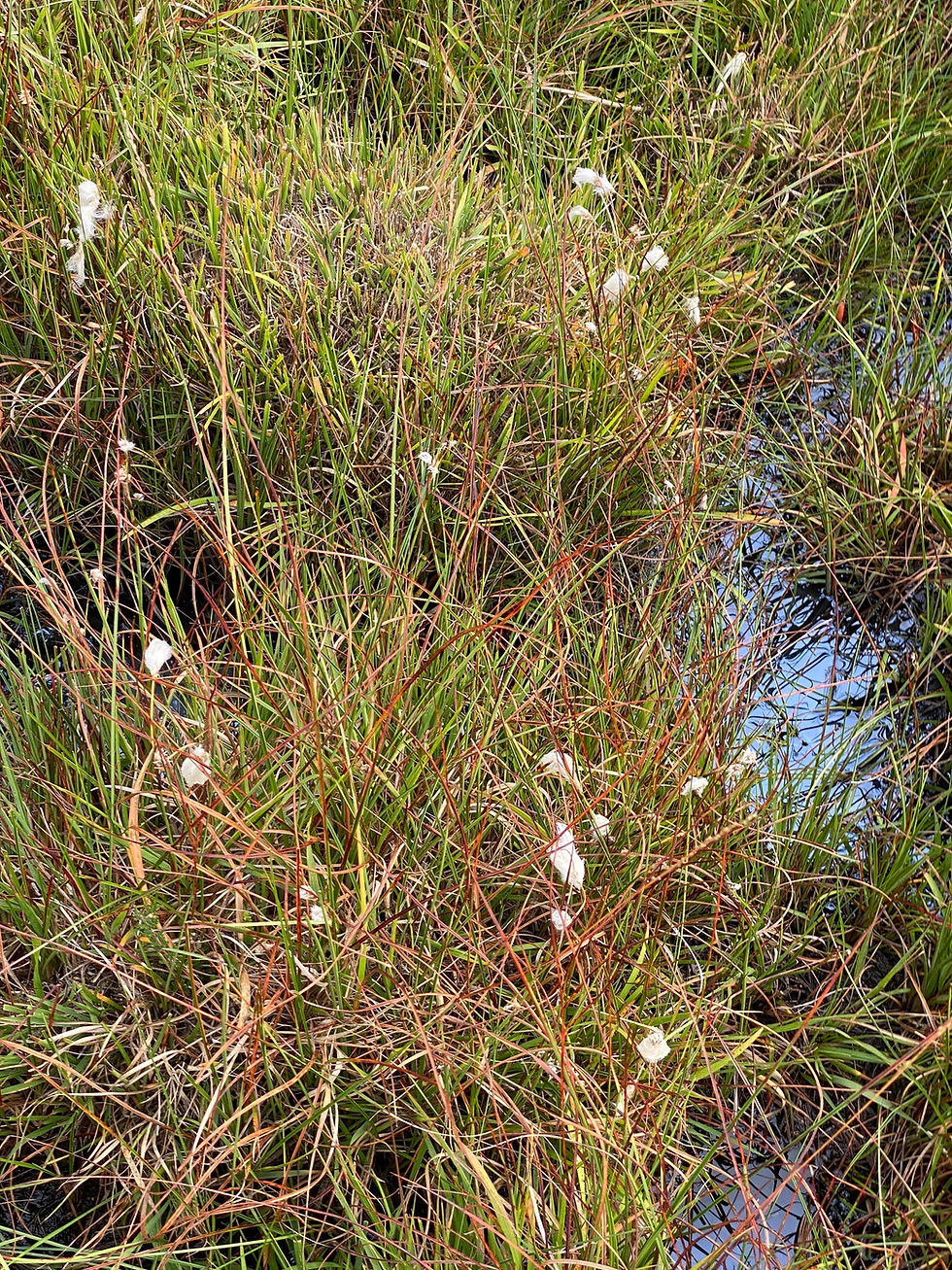 Thumbnail: Schmalblättriges Wollgras (Eriophorum angustifolium)