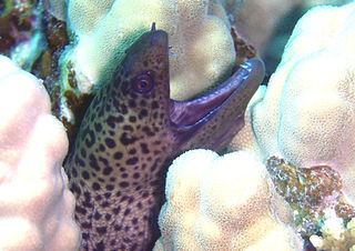 Gymnothorax javanicus) Juvenile Riesenmuräne (.jpg