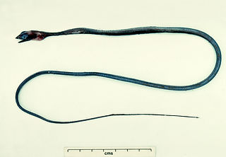 Nemichthys scolopaceus Schnepfenaal 3 © Ken Graham.jpg