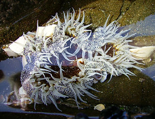 Isocradactis_magna,_Pakiri_2.jpg