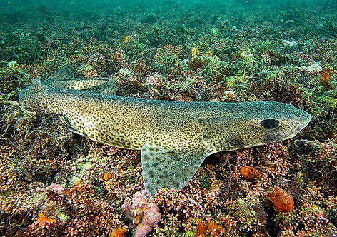 Petite_roussette_sur_fond_de_maërl_(Ifre