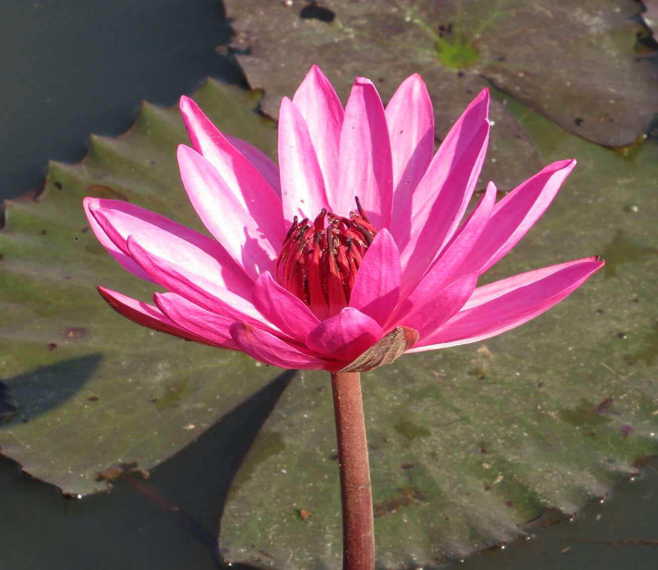 Rote Seerose (Nymphaea rubra)