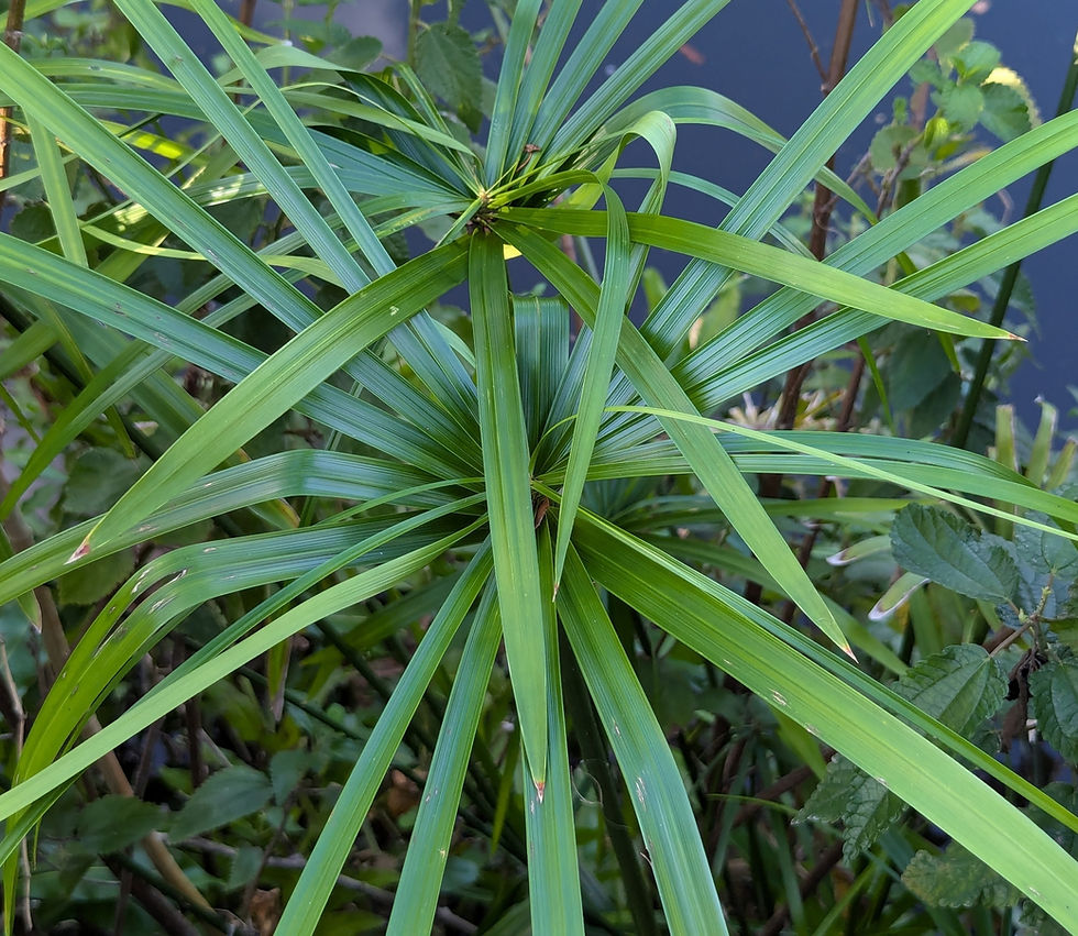 Miniaturbild: Zyperngras (Cyperus alternifolius)