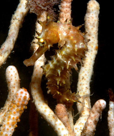 (c) David Harasti.jpg