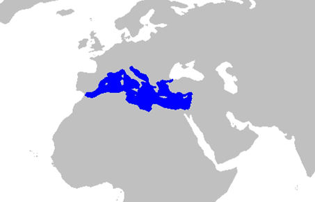 Posidonia_oceanica_range_edited.jpg