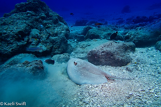 Urogymnus asperrimus) (c) kaeliswift Ige