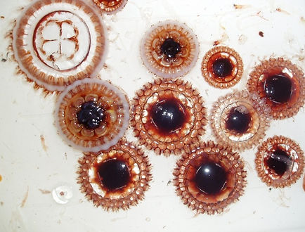 Atolla_wyvillei_2.jpg