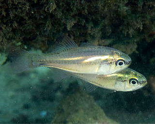 Siphamia roseigaster (c) Marine Explorer
