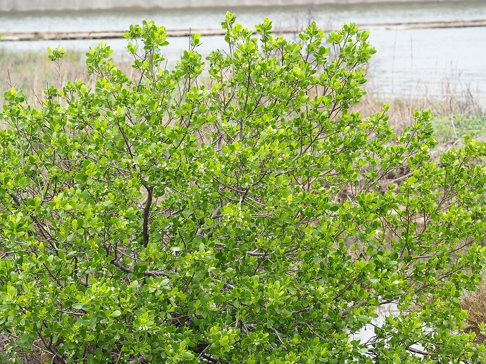 Miniaturbild: Weißblühende Schwarze Mangrove (Lumnitzera racemosa)