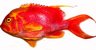 Meganthias filiferus_edited.jpg