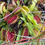 Miniaturbild: Venusfliegenfalle (Dionaea muscipula)