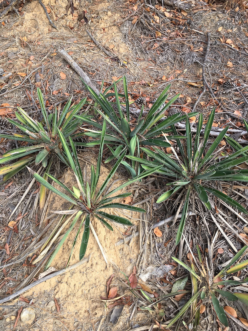 Miniaturbild: Fädige Palmlilie (Yucca filamentosa)