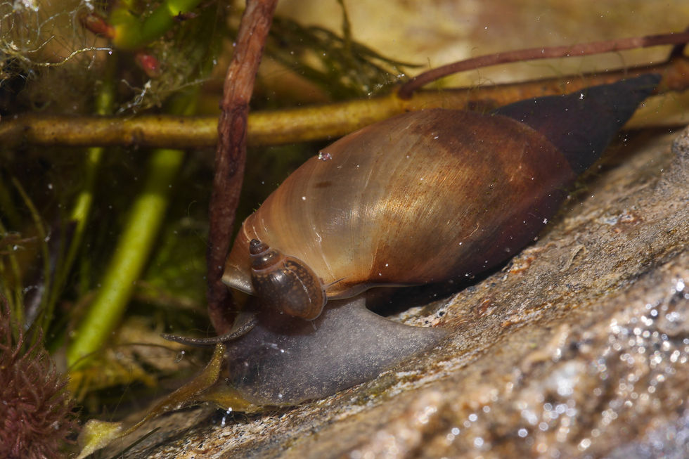 Miniaturbild: Spitzschlammschnecke (Lymnaea stagnalis)