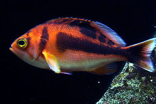 Caprodon schlegelii.jpg