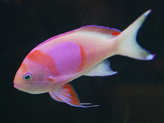 Pseudanthias pleurotaenia Seitenstreifen-Fahnenbarsch.jpg