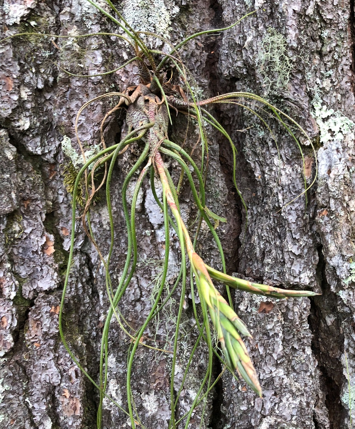 Tillandsia butzii