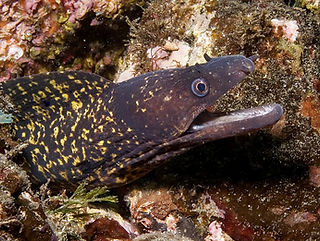 Muraena helena (c) João Pedro Silva.jpg