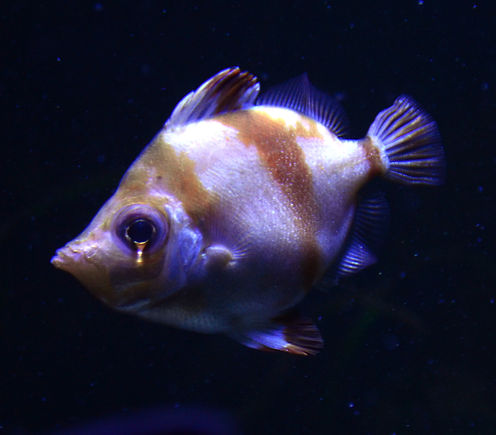 Scheveningen Sea Life._edited.jpg