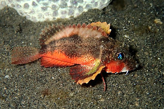 Minous trachycephalus (c) Benoît Segerer