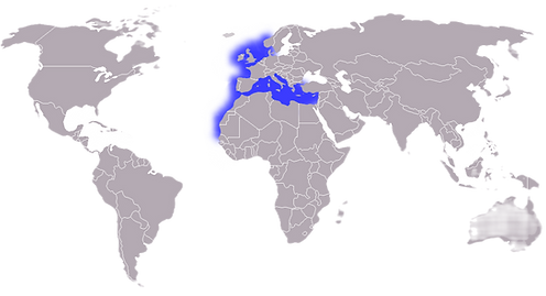 Scyliorhinus_canicula_distribution_map_e
