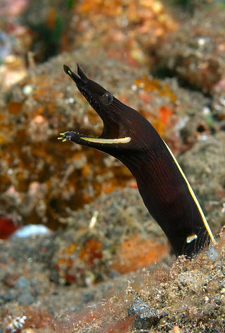 Rhinomuraena quaesita (c) Ron Greer.jpg