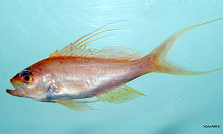 Baldwinella vivanus_edited.jpg