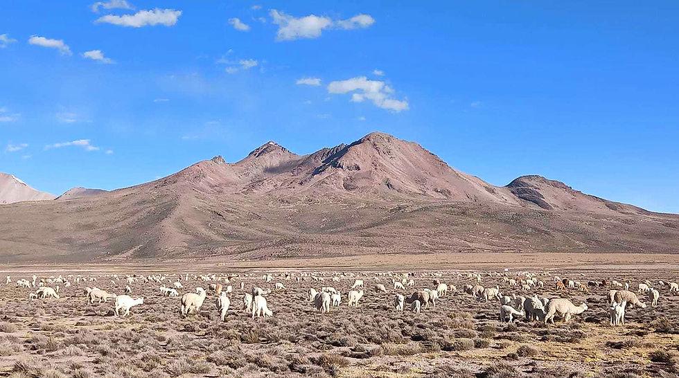 (c) yaneth_moreno_edited.jpg