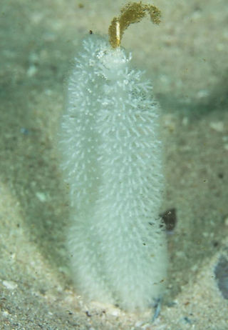 Virgularia schultzei (c) carel van der C