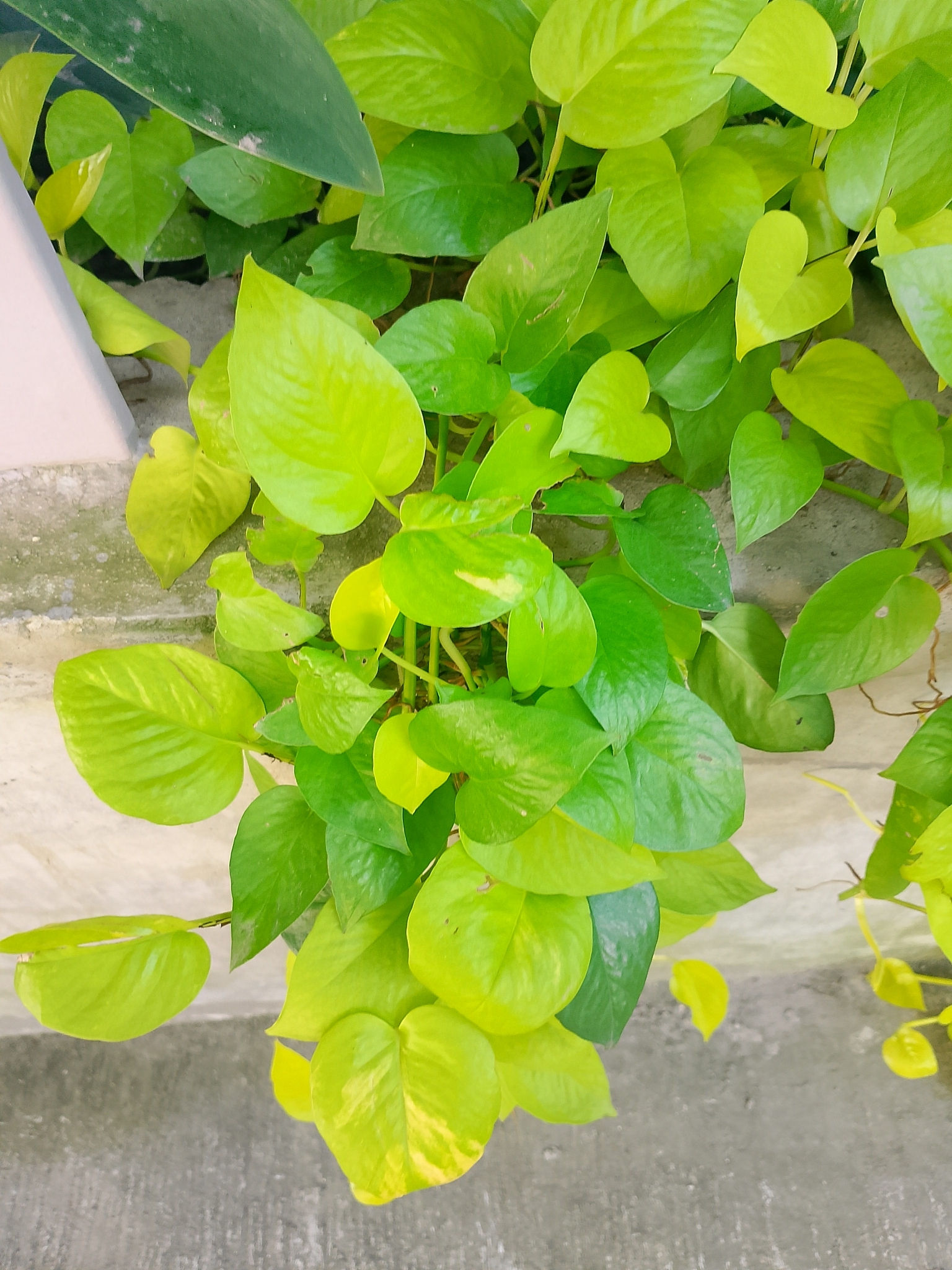 Efeutute (Epipremnum aureum) grün