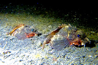 Minous pictus (c) Kai Squires_edited.jpg