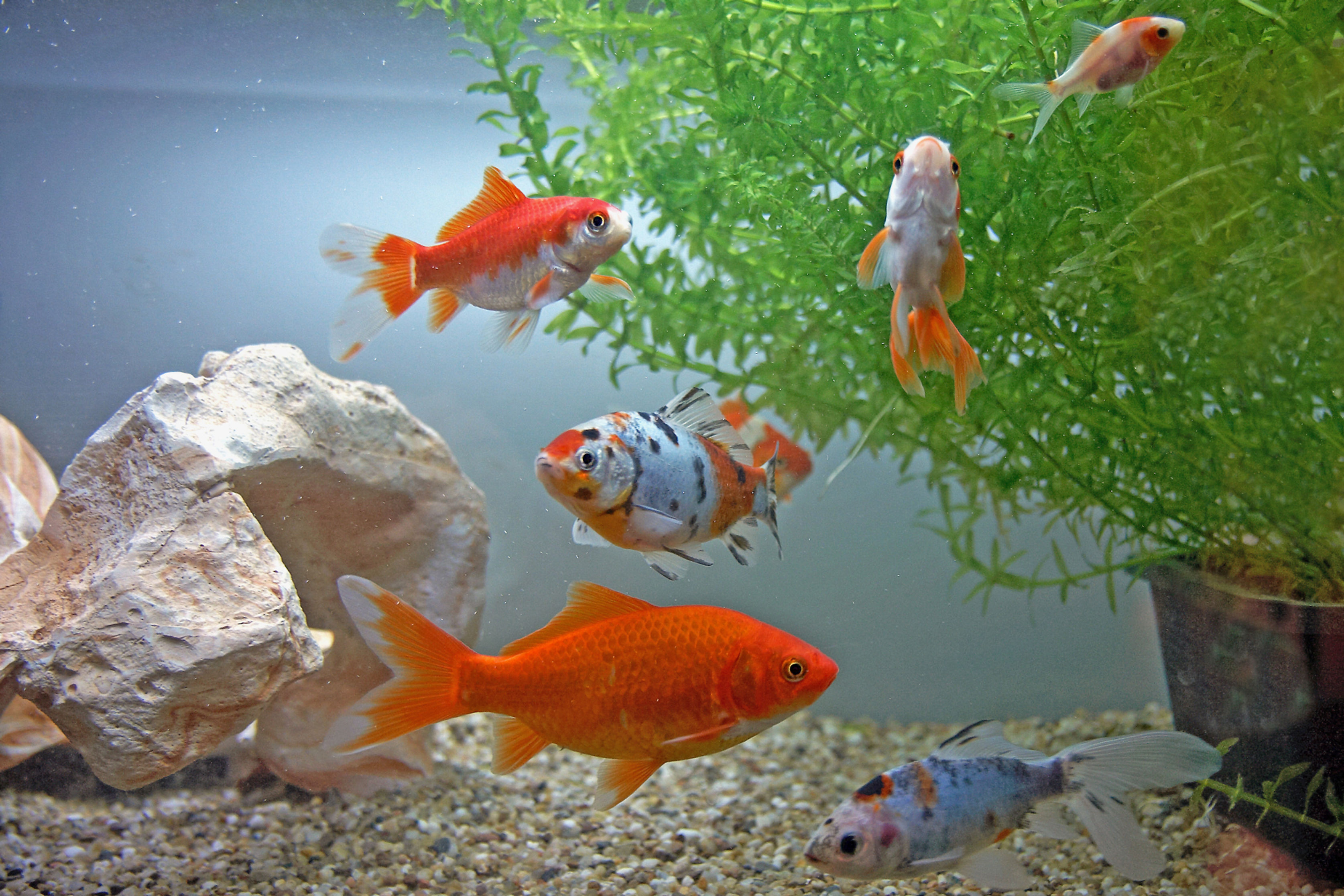 Goldfisch (Carassius auratus)