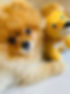 Cinta with toy.JPG