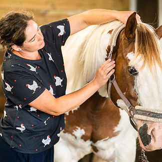 Ellie practicing bowen technique on a pinto horse