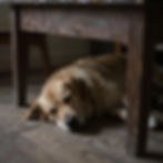 A golden retriever asleep on the floorboards under the kitchen table