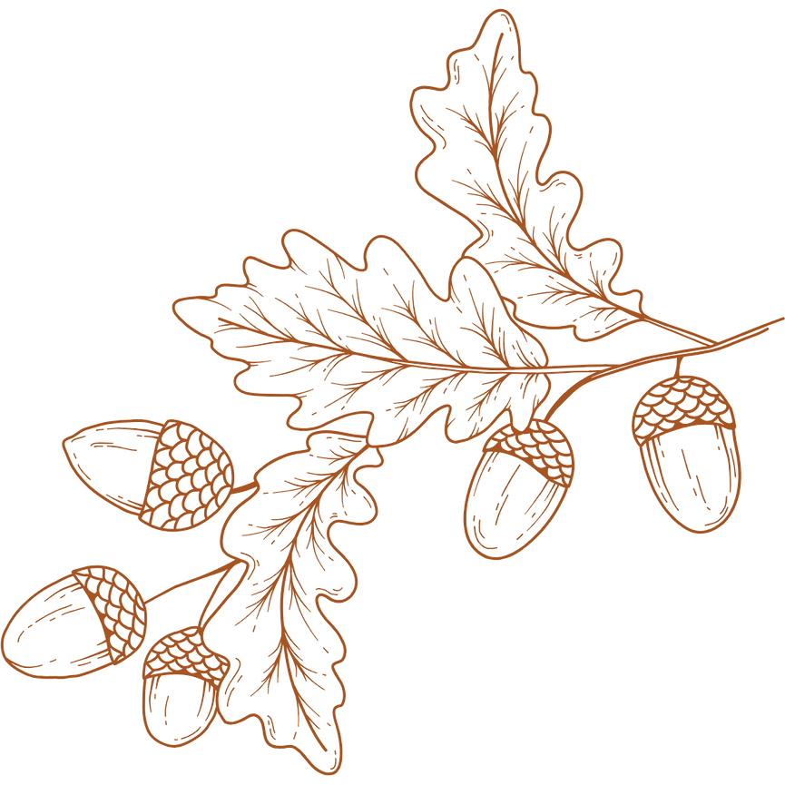 acorns (2).png