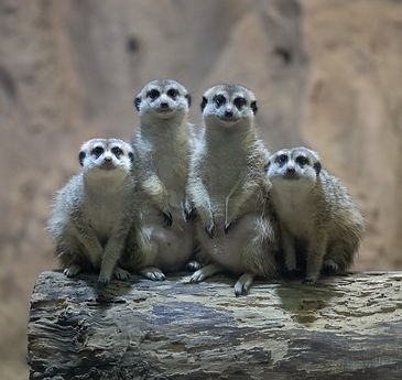 Perched blue and orange bird_edited.jpg